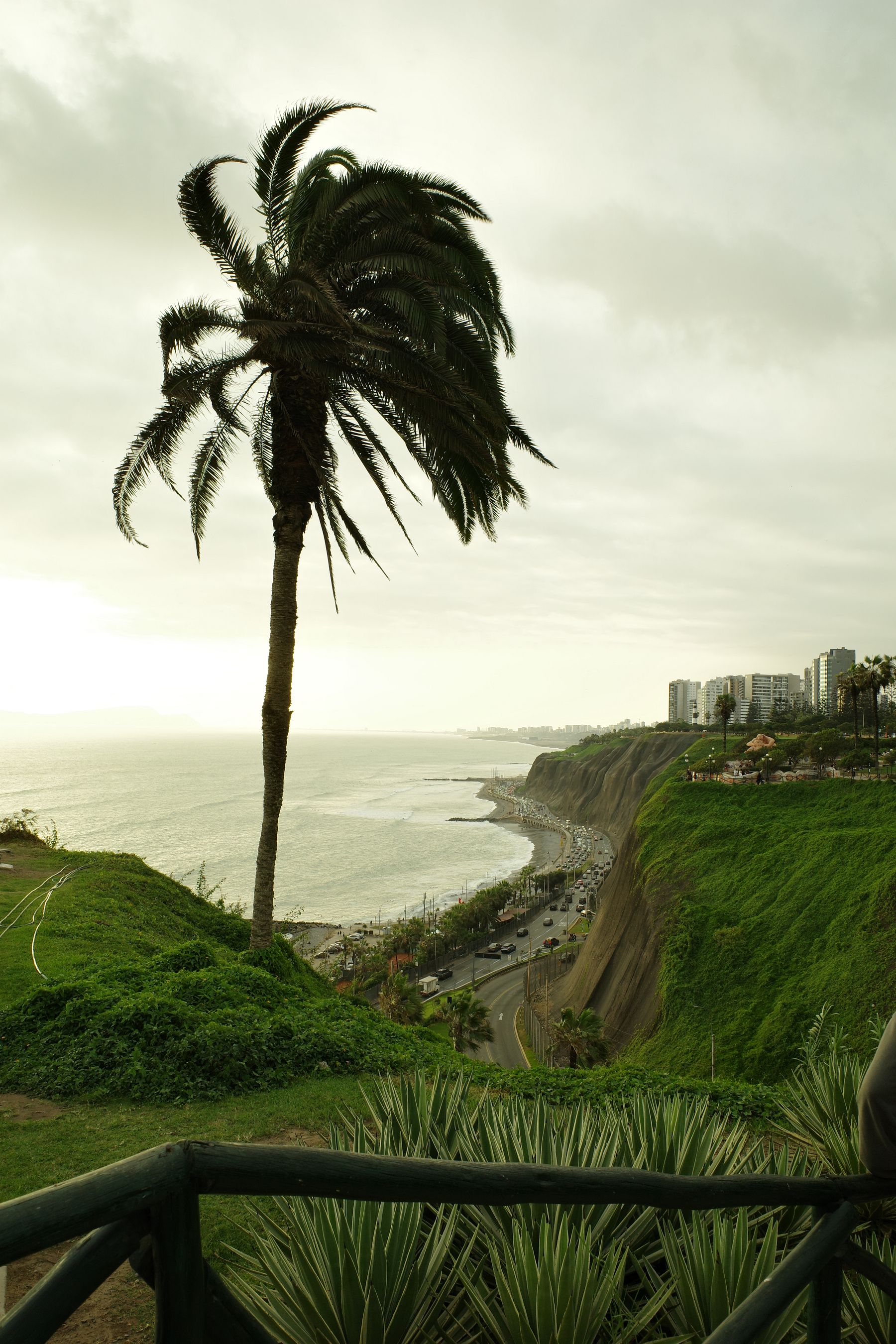 Clifftop palm, Lima